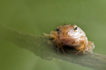 Baby Tree frog on the leaf (Hyla chinensis)