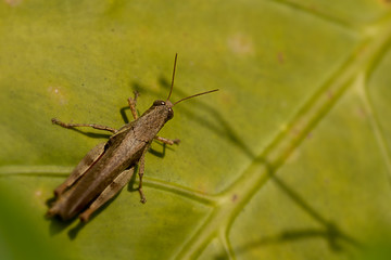 The grasshopper stands on leaf