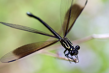 Damselfly mix with green color