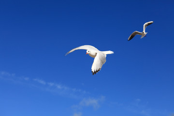 Obraz premium Möwe - Seagull 22