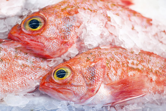 Ocean Perch