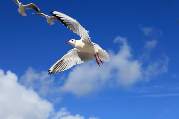 Möwe - Seagull 25