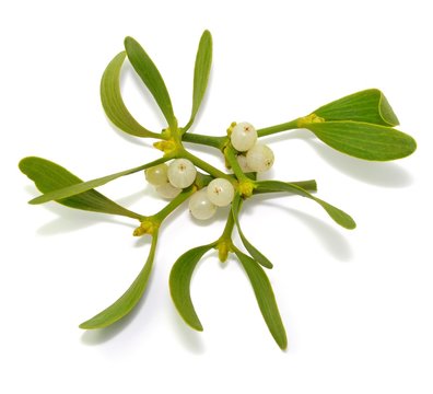 Mistelzweig, Beeren
