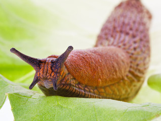 Nacktschnecke auf Salatblatt