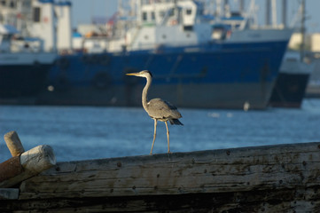 Grey Heron on the background of bay and large ship