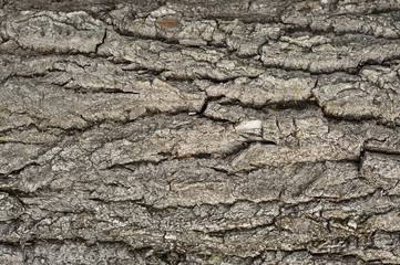 Obraz na płótnie Canvas Tree bark texture from an old tree