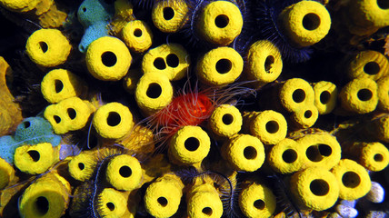 Fototapeta premium sea sponges Aplysina aerophoba, Caribbean sea