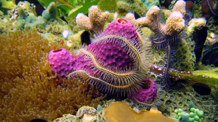 sea sponge and brittle star underwater, Caribbean sea