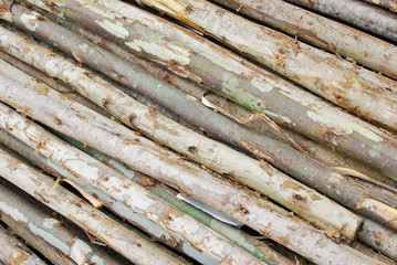 pile of wood in logs storage