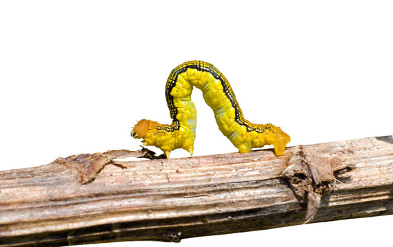 Spanworm (Caterpillar of Geometer) 12