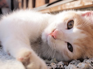 OLYMPUS DIGITAL CAMERA