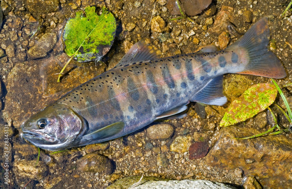 Wall mural Small salmon 12