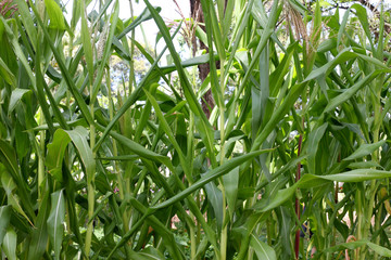champ de maïs en fleurs