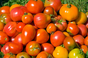 Heap of Tomatoes 1