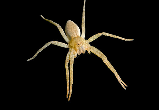 Spider (Pisauridae) 1