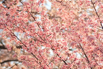 桜　cherry blossom