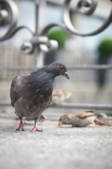 pigeons on city street (shallow DOF)