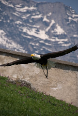 Gipeto in volo sulle Alpi