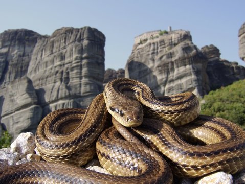 Vierstreifennatter, Elaphe quatuorlineata