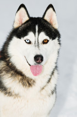 Siberian husky head portrait at winter