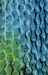 reptile skin