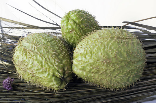 Three fresh chayote fruits (Sechium edule) just harvested