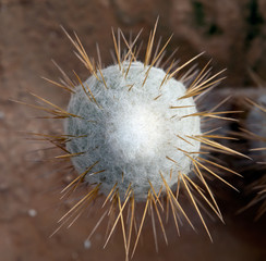 Cactus with needles.