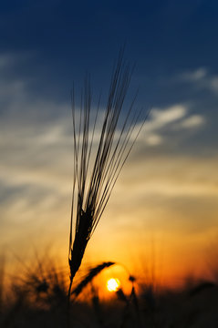 ears of ripe wheat on a background a sun in the evening
