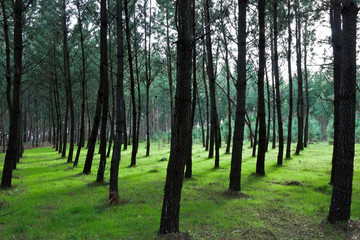 Green Pine Tree Background II