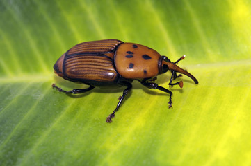 Red palm weevil beetle (Rhynchophorus ferrugineus) on a leaf