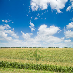green maize field under blue sky and clouds