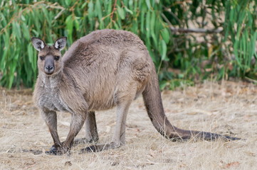 Large male kangaroo on Kangaroo Island