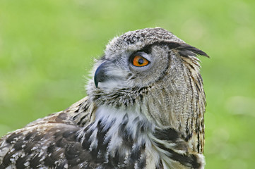 Great horned owl