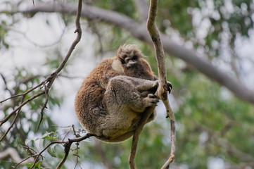 Resting koala bear in Eucalyptus tree