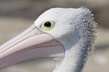 Closeup of a pelican head
