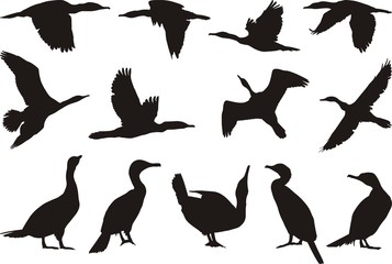 Collection cormorant - 28350547