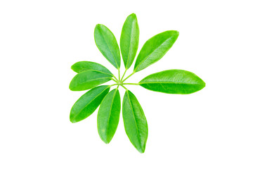Fototapeta premium green leaf isolated on white background