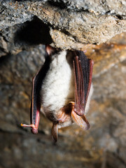 Greater mouse-eared bat © merial