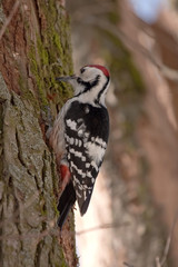 White-backed Woodpecker  (Dendrocopos leucotos, male)