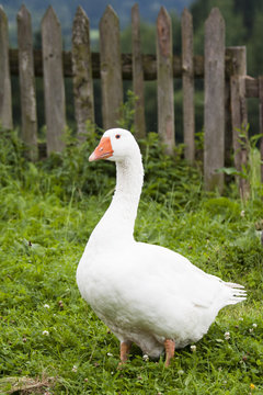 domestic goose