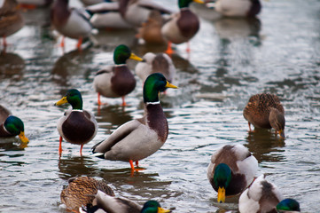 ducks on the frozen river ice