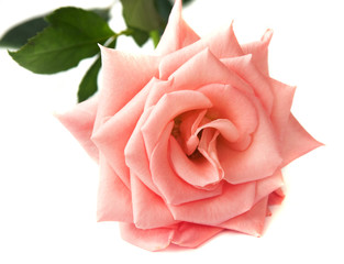 Pink rose