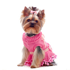 Cute yorkshire terrier in pink dress - obrazy, fototapety, plakaty