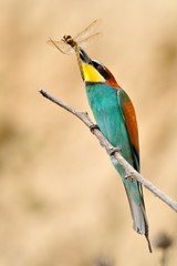 european bee-eater (Merops Apiaster) outdoor