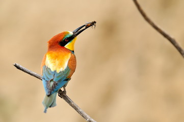 european bee-eater (Merops Apiaster) outdoor