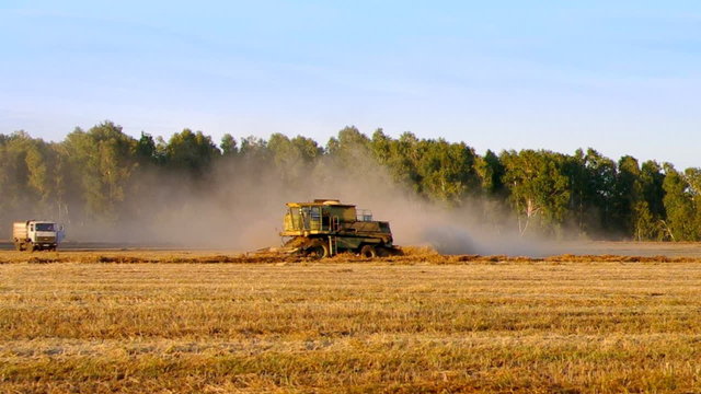 Ripened buckwheat being gathered by combine harvester