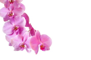Fototapeta na wymiar Pink orchid on white background