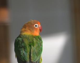 Orange and Green Parrot