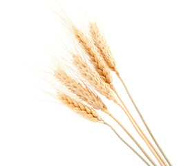 Fototapeta premium ear of rye