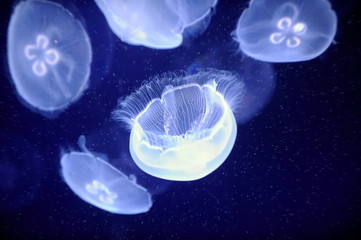 underwater image of jellyfishes